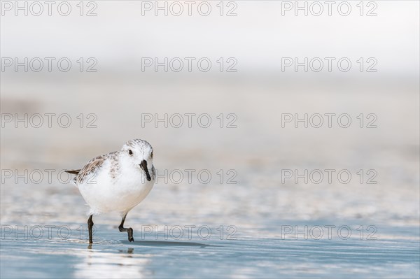 Sanderling (Calidris alba) feeding in shallow waters with gentle waves on the beach, Andernos-les-Bains, France, Europe