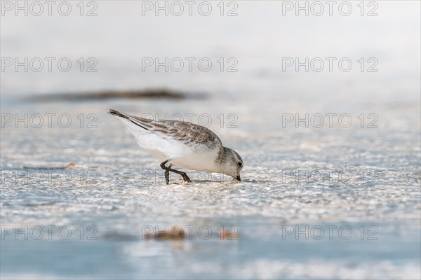 Sanderling (Calidris alba) feeding in shallow waters with gentle waves on the beach, Andernos-les-Bains, France, Europe