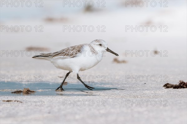 Sanderling (Calidris alba) feeding in shallow waters with gentle waves on the beach, Andernos-les-Bains, France, Europe