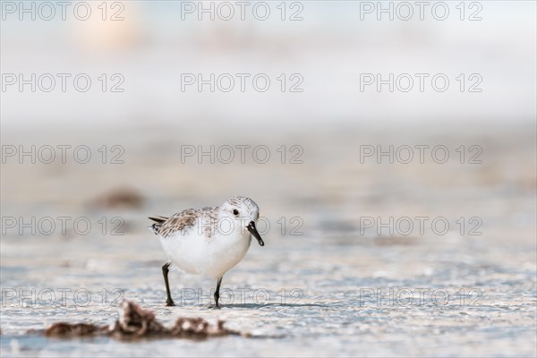 Sanderling (Calidris alba) feeding in shallow waters with gentle waves on the beach, Andernos-les-Bains, France, Europe