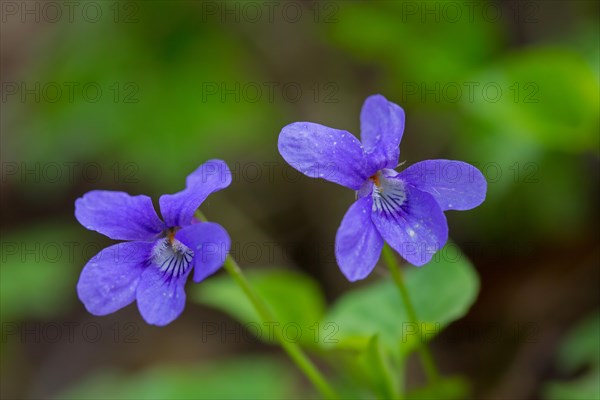 Early dog-violet, pale wood violets (Viola reichenbachiana, Viola sylvestris) in flower in spring