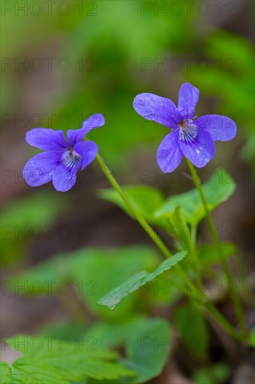 Early dog-violet, pale wood violets (Viola reichenbachiana, Viola sylvestris) in flower in spring