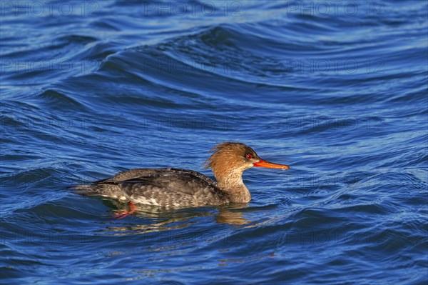 Red-breasted merganser (Mergus serrator, Merganser serrator) female swimming along the North Sea coast in winter