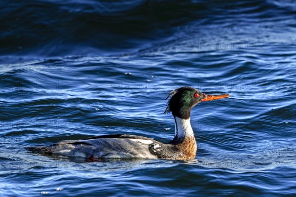 Red-breasted merganser (Mergus serrator, Merganser serrator) male swimming along the North Sea coast in winter