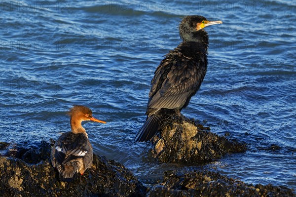 Red-breasted merganser (Mergus serrator) female and great cormorant (Phalacrocorax carbo) resting on rock along the North Sea coast in winter