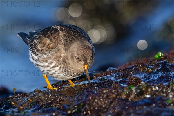 Purple sandpiper (Calidris maritima) in non-breeding plumage foraging on rocky shore covered in seaweed along the North Sea coast in winter