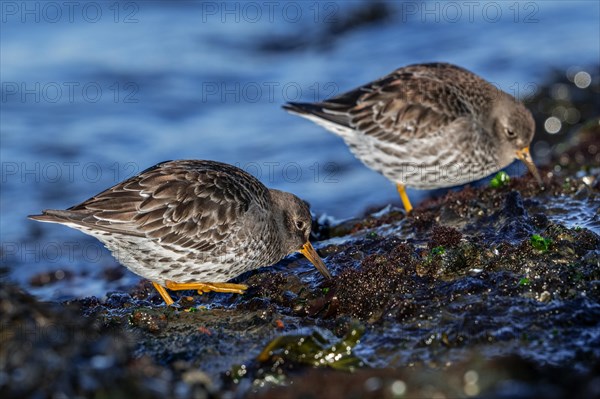 Two purple sandpipers (Calidris maritima) in non-breeding plumage foraging on rocky shore covered in seaweed along the North Sea coast in winter