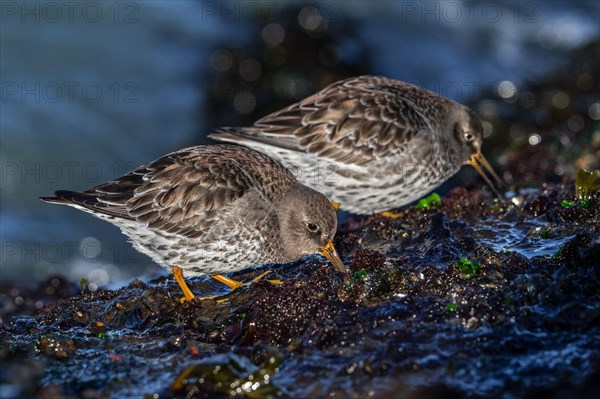 Two purple sandpipers (Calidris maritima) in non-breeding plumage foraging on rocky shore covered in seaweed along the North Sea coast in winter
