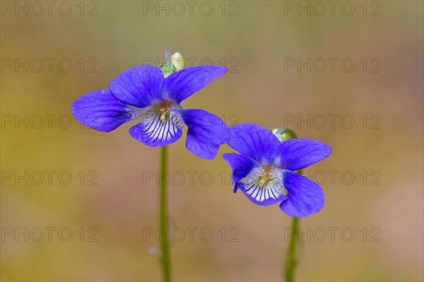 Early dog-violet, pale wood violets (Viola reichenbachiana, Viola sylvestris) in flower in spring