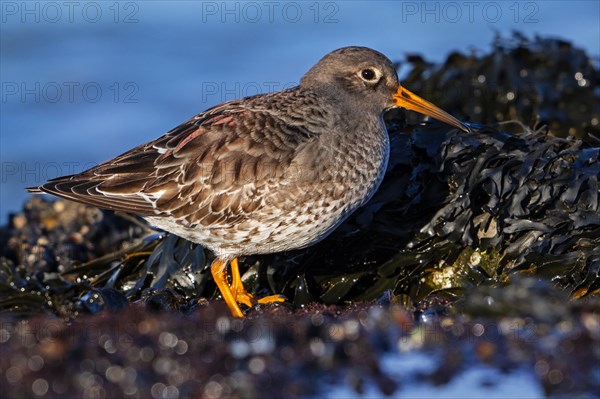 Purple sandpiper (Calidris maritima) in non-breeding plumage foraging on rocky shore covered in seaweed along the North Sea coast in winter