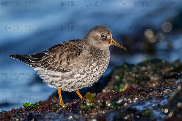 Purple sandpiper (Calidris maritima) in non-breeding plumage foraging on rocky shore covered in seaweed along the North Sea coast in winter