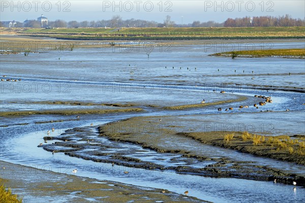 Waders, wading birds and mallards, wild ducks resting in intertidal salt marsh, saltmarsh at the Zwin plain in winter, Knokke-Heist, Belgium, Europe