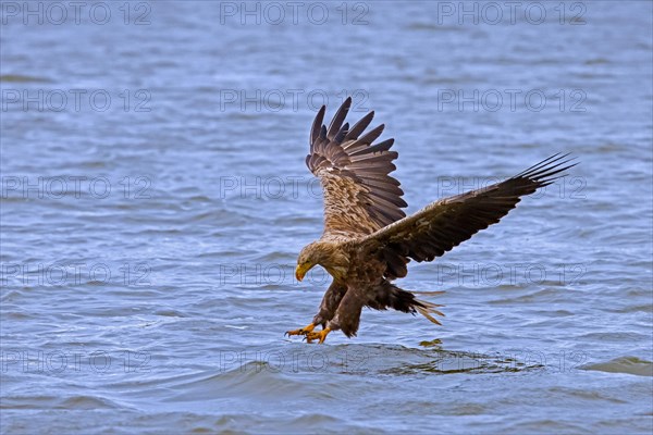 White-tailed eagle, Eurasian sea eagle, erne (Haliaeetus albicilla) adult catching fish in its talons from lake's water surface