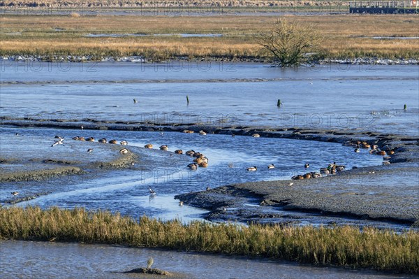 Waders, wading birds and mallards, wild ducks resting in intertidal salt marsh, saltmarsh at the Zwin plain in winter, Knokke-Heist, Belgium, Europe