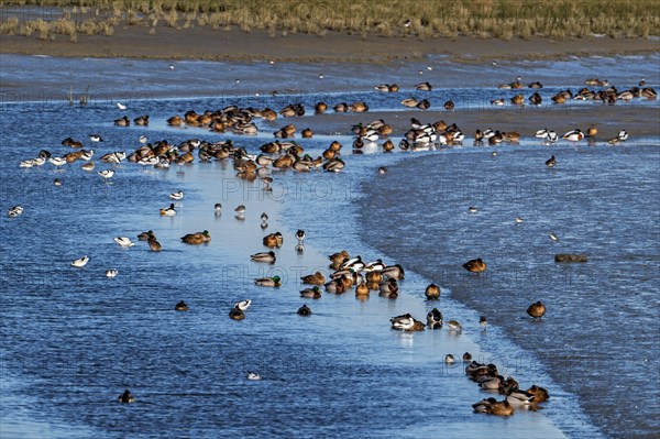 Waders, wading birds and mallards, wild ducks resting in intertidal salt marsh, saltmarsh at the Zwin plain in winter, Knokke-Heist, Belgium, Europe