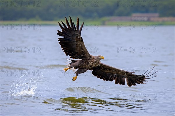 White-tailed eagle, Eurasian sea eagle (Haliaeetus albicilla) adult missed catching fish from lake's water surface, Mecklenburg-Vorpommern, Germany, Europe