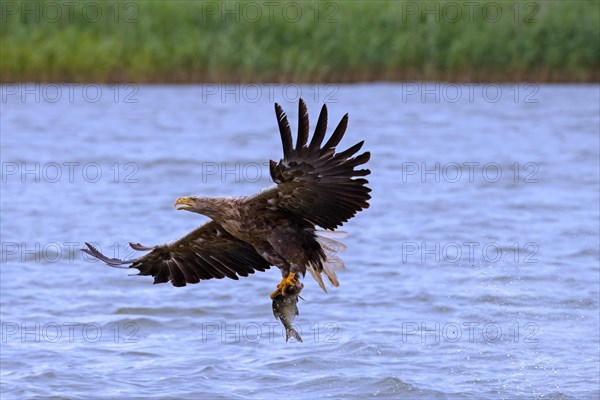 White-tailed eagle, Eurasian sea eagle, erne (Haliaeetus albicilla) adult catching fish in its talons from lake's water surface