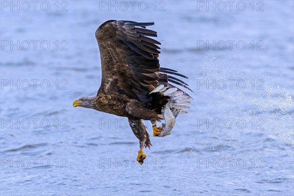 White-tailed eagle, Eurasian sea eagle, erne (Haliaeetus albicilla) adult catching fish in its talons from lake's water surface