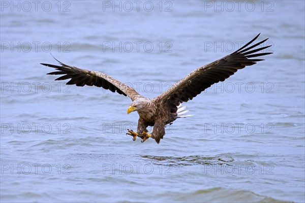 White-tailed eagle, Eurasian sea eagle, erne (Haliaeetus albicilla) adult catching fish in its talons from lake's water surface