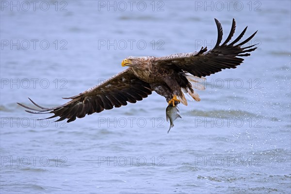 White-tailed eagle, Eurasian sea eagle, erne (Haliaeetus albicilla) adult catching fish in its talons from lake's water surface
