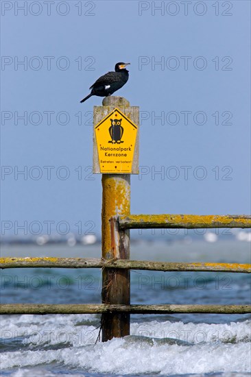 Great cormorant perched on no admittance sign at the Western Pomerania Lagoon Area National Park, Mecklenburg-Western Pomerania, Germany, Europe
