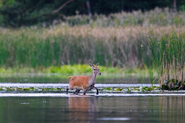 Red deer (Cervus elaphus) hind crossing lake at forest's edge in autumn, fall