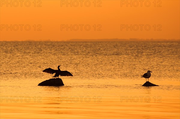 Great black-backed gull and great cormorant on rock, drying its wings silhouetted against orange sunset sky along the Baltic Sea coast, Germany, Europe