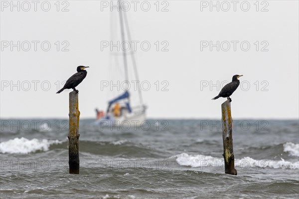 Sailing boat, sailboat and two great cormorants (Phalacrocorax carbo) resting on wooden poles in water along the North Sea coast during autumn storm