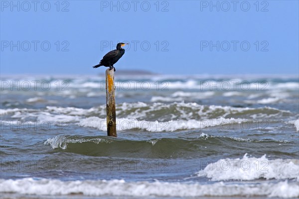 Great cormorant (Phalacrocorax carbo) resting while perched on wooden pole in water along the North Sea coast on a stormy day in autumn, fall