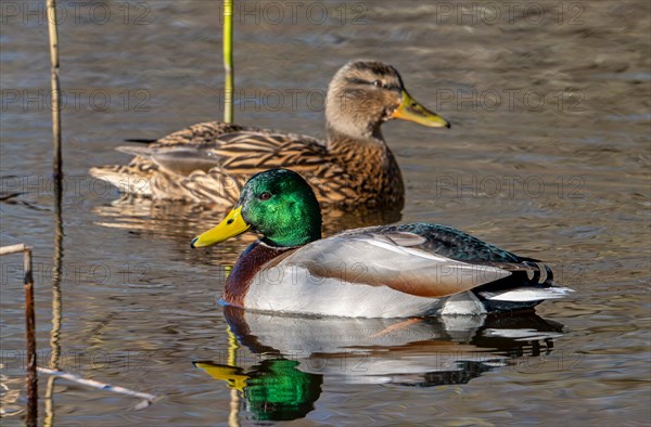 Mallard, wild duck (Anas platyrhynchos) couple, male, drake and female swimming in pond in winter