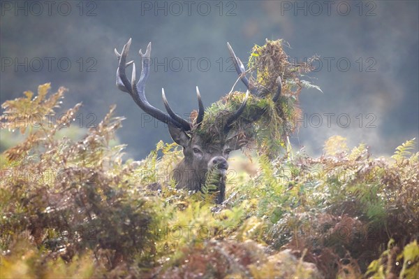 Red deer (Cervus elaphus) stag looking through bracken with antlers covered in ferns and vegetation in misty forest during the rut in autumn, fall