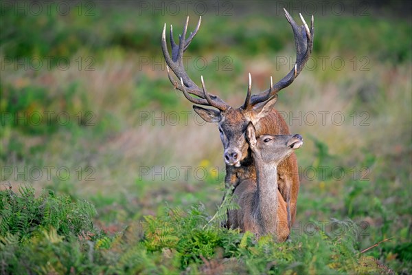 Red deer (Capreolus capreolus) stag, male mating with hind, female in heat in forest during the rut in autumn, fall