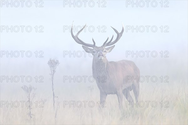 Red deer (Cervus elaphus) stag performing the flehmen response in grassland in early morning mist during the rut in autumn, fall