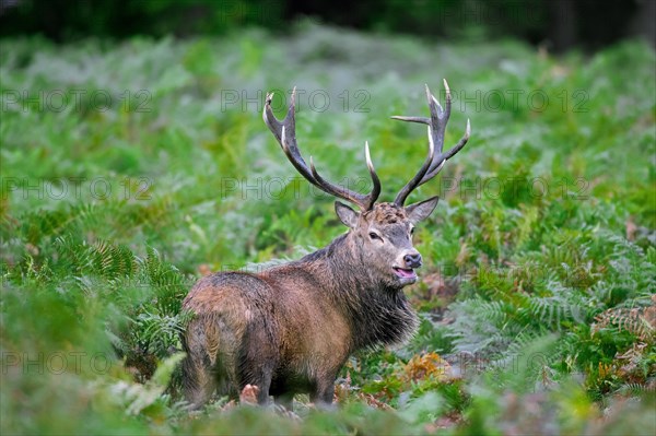 Red deer (Cervus elaphus) stag standing among bracken ferns while bellowing in forest during the rut in autumn, fall