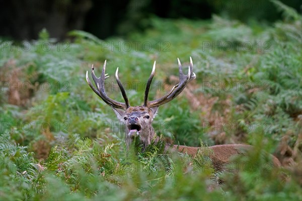 Red deer (Cervus elaphus) stag standing among bracken ferns while bellowing in forest during the rut in autumn, fall