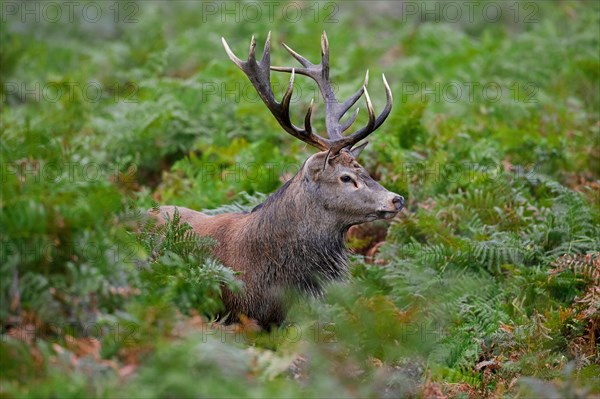 Red deer (Cervus elaphus) stag standing among bracken ferns in forest during the rut in autumn, fall