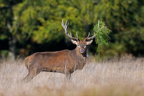 Red deer (Cervus elaphus) stag with antlers covered in ferns and vegetation standing in grassland at forest's edge during the rut in autumn, fall
