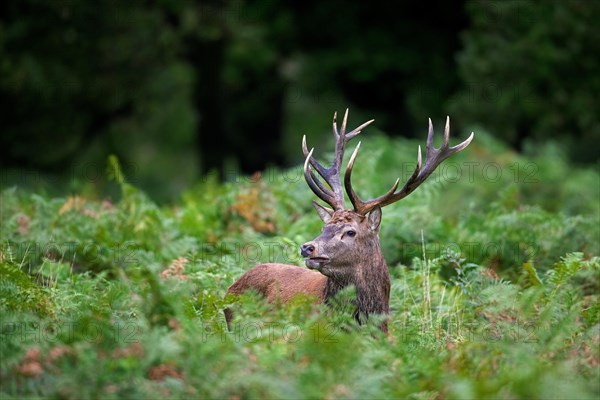 Red deer (Cervus elaphus) stag standing among bracken ferns in forest during the rut in autumn, fall