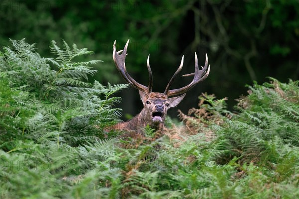 Red deer (Cervus elaphus) stag standing among bracken ferns while bellowing in forest during the rut in autumn, fall