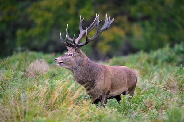 Red deer (Cervus elaphus) stag standing among bracken ferns in forest during the rut in autumn, fall