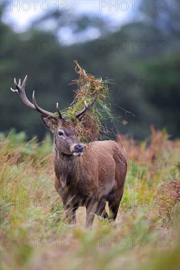 Red deer (Cervus elaphus) stag standing among bracken with antlers covered in ferns and vegetation in forest during the rut in autumn, fall