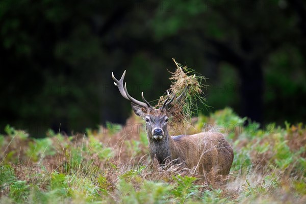 Red deer (Cervus elaphus) stag standing among bracken with antlers covered in ferns and vegetation in forest during the rut in autumn, fall