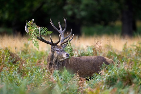 Red deer (Cervus elaphus) stag standing among bracken with antlers covered in ferns and vegetation in forest during the rut in autumn, fall