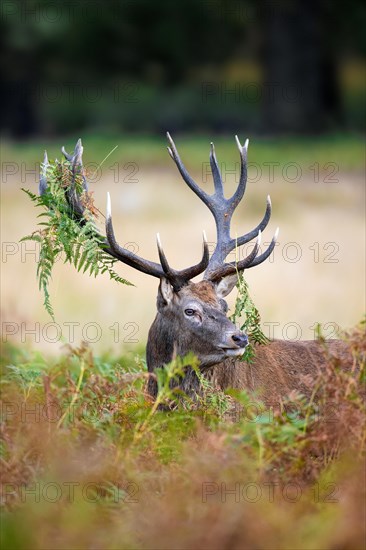 Red deer (Cervus elaphus) stag standing among bracken with antlers covered in ferns and vegetation in forest during the rut in autumn, fall