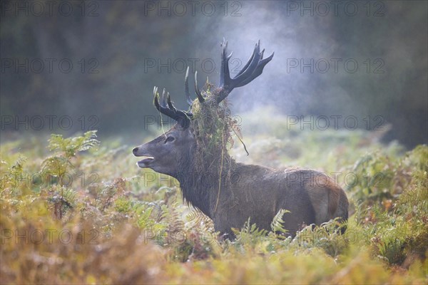 Red deer (Cervus elaphus) stag bellowing among bracken with antlers covered in ferns and vegetation in misty forest during the rut in autumn, fall