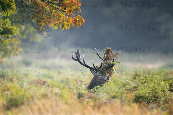 Red deer (Cervus elaphus) stag standing among bracken with antlers covered in ferns and vegetation in misty forest during the rut in autumn, fall