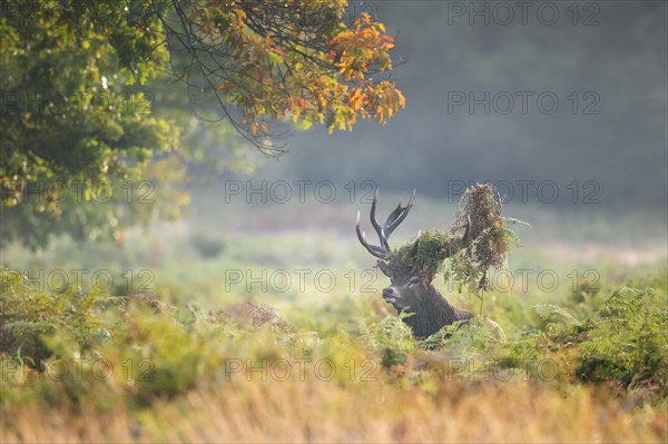 Red deer (Cervus elaphus) stag standing among bracken with antlers covered in ferns and vegetation in misty forest during the rut in autumn, fall