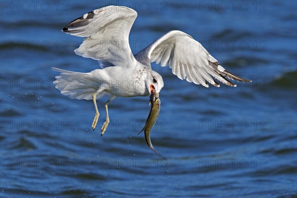 Common gull, sea mew (Larus canus) with big fish in beak flying over sea water along the North Sea coast