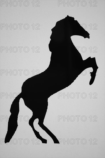 Symbol photo horse, black and white, North Rhine-Westphalia, Germany, Europe