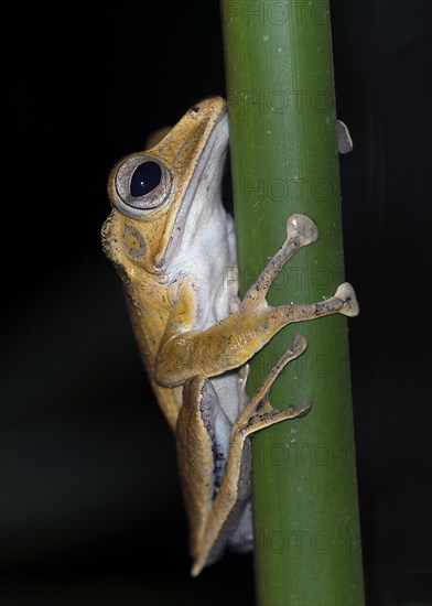 Hylarana megalonesa from Danum Valley, Sabah, Borneo